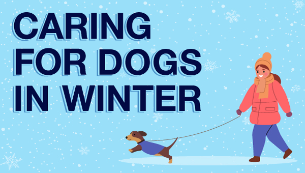 Winter Dog Care