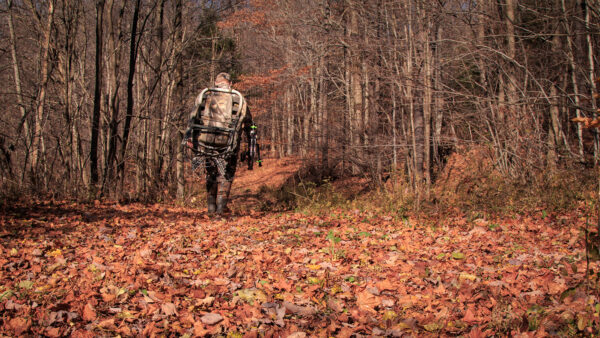 Man dressed to hunt walking through a fall woods scene.