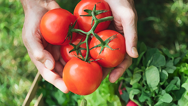 Two hands holding five fresh-picked tomatoes in a field.