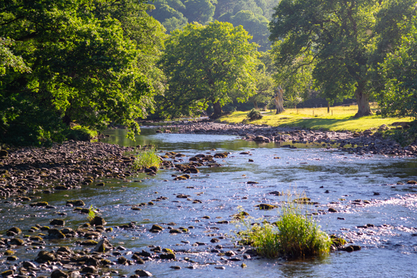 Stream with low water level and many rocks, surrounded by green trees and vegetation.