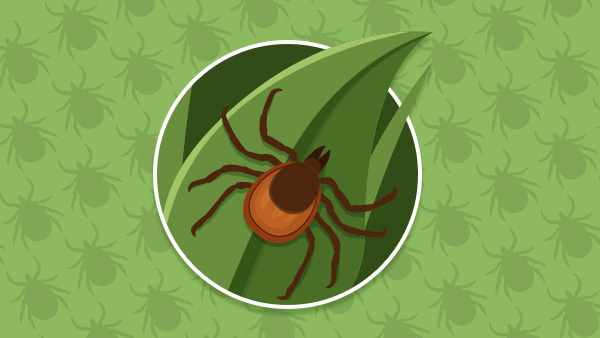 Rendering of brown and orange tick on leaf with green background.