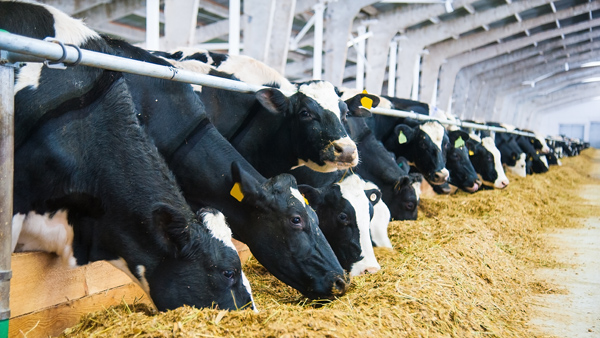 Row of black and white cows eating hay in farm facility.