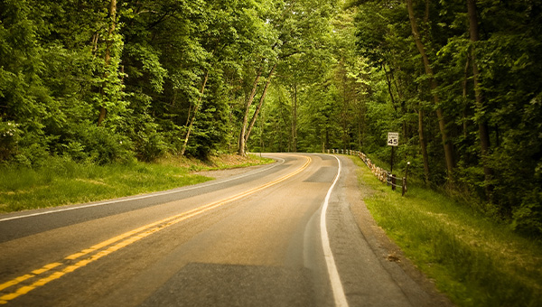 photo of a road in the woods