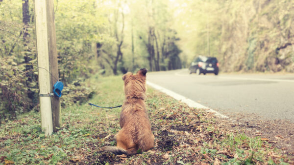 poor dog abandoned on the street by bad owner