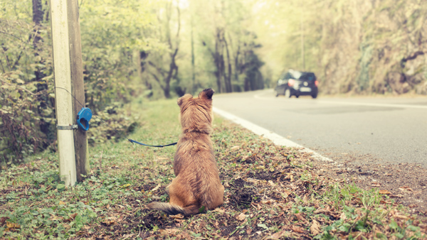 Tan-colored dog tied to utility pole on side of road as car drives by.