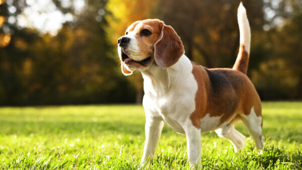 Cute Beagle dog in autumn park on sunny day