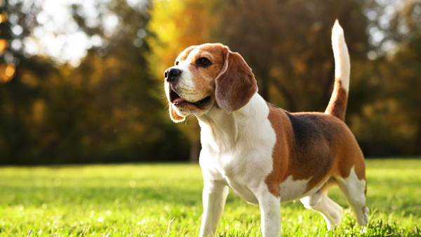 Beagle standing in grass field with trees in background.