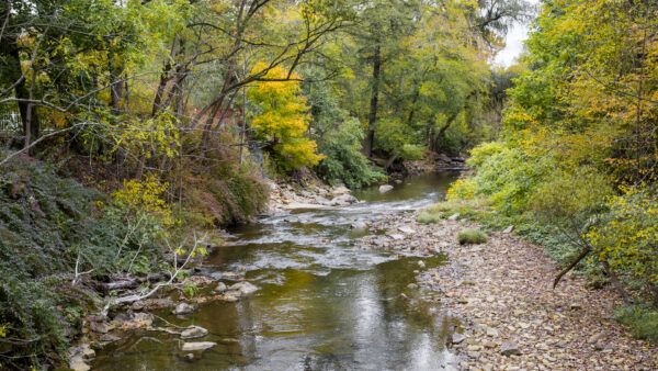 creek in the woods